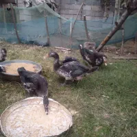 اردک اسراییلی سنگین وزن|حیوانات مزرعه|سنگر, |دیوار