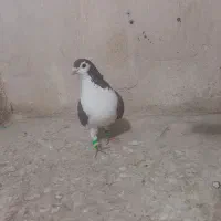 ساده .سفیدکرمانی و..|پرنده|مشهد, اروند|دیوار