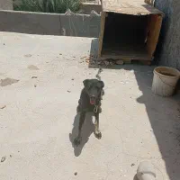 فقط تماس جوابگو هستم
