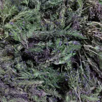 کاکوتی تازه کوهی