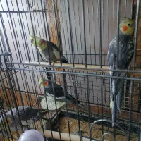 فروش عروس پاریس سینامون لیتینو