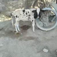 گوساله نر