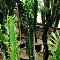 افوربیا ،کاکتوس،صخره ای|گل و گیاه طبیعی|مشهد, رضاشهر|دیوار