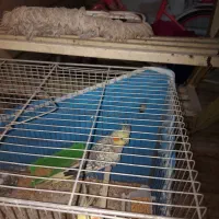 عروس هلندی|پرنده|آبادان, |دیوار