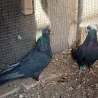 کفتر زاغ|پرنده|بم, |دیوار