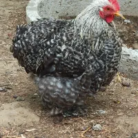 مرغ و خروس کوشین