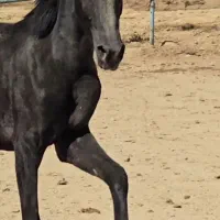 کره نریان ۱۵ماهه ار سام دکتر طاهری