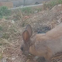 خرگوش