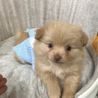 فروش سگ پامر