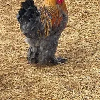 خروس برهما دو عدد