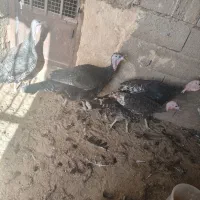 تخم‌مرغ نطفه دار بوغلمون|حیوانات مزرعه|خواف, |دیوار