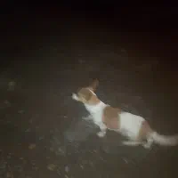 کوچوک پاپی|سگ|تربت‌حیدریه, حاجی یار‎|دیوار