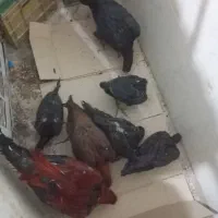 جوجه لاری|حیوانات مزرعه|بیرجند, |دیوار