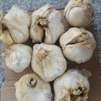 فروش موسیر ارگانیک