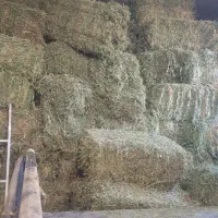 سلام یونجه درجه یک چین دوم قیمت31 سبز انباری