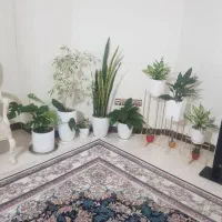 تعدادی گلدان همراه برپایه های طلایی جاگلدونی