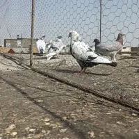 کبوتر رنگه المانی صید|پرنده|مشهد, پروین اعتصامی|دیوار