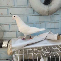کفتر سفید مهر شمرونی مست مست
