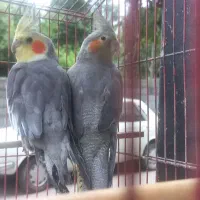 یک جفت طوطی عروس و مرغ عشق