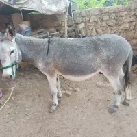 خر نر