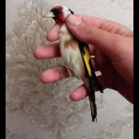 سهره ماده