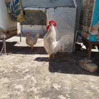 مرغ و خروس