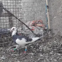 کبوتر|پرنده|تربت‌حیدریه, داروپخش|دیوار
