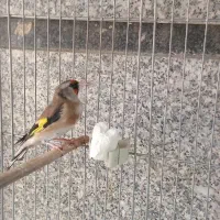 ماده سهره داغسر مست