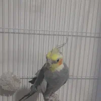عروس هلندی نر