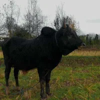 ورزا کوله چالوسی