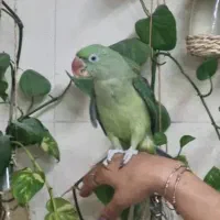 جوجه شاه طوطی نر|پرنده|ساری, |دیوار