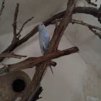 یک جفت مرغ عشق فروشی  معاوضه هم دارم|پرنده|بردسکن, |دیوار