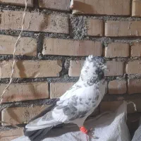 سار دم