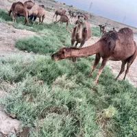 شتر کشتاری و داشتی|حیوانات مزرعه|مشهد, مهدی آباد|دیوار