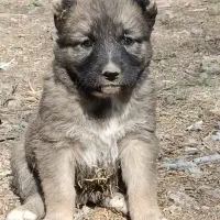 سگ افغان اصیل ماده|سگ|کرج, انبار مپنا|دیوار