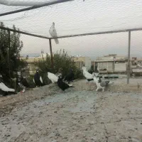 کفتر|پرنده|شیراز, شهرک گلها|دیوار