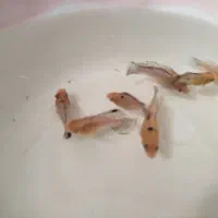 ماهی مولی بالن|ماهی|قم, شهرک مهدیه|دیوار