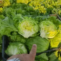 کاهو ایسبرگ دزفول نو بر