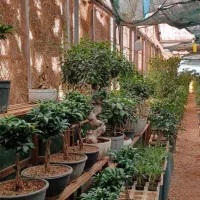 بن سای رتوزا|گل و گیاه طبیعی|صدرا-فارس, فاز ۱|دیوار