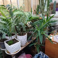 زمین-باغ-ویلا-شوشتر-گلالک