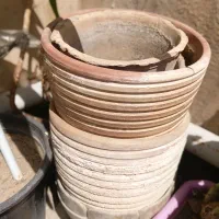 گلدونی|گل و گیاه طبیعی|تهران, فدک|دیوار