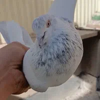 کفتر برگشته