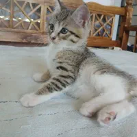 گربه کالیکو زیبا و مهربون