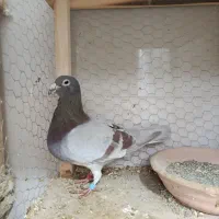 سار|پرنده|تربت‌حیدریه, داروپخش|دیوار