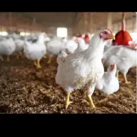 مرغ زنده به قیمت روز ۳۰۵تومن