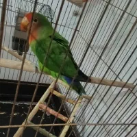 کوتوله برزیلی نر