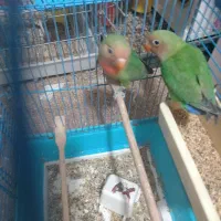 کوتوله برزیلی