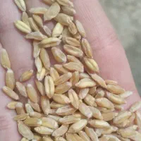 گندم کلتین
