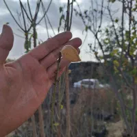 نهال بادام درشت تک و عمده موجود همراه با بادام|خدمات باغبانی و درختکاری|فلاورجان, |دیوار