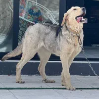 سگ گمشده|حیوانات|ارومیه, |دیوار